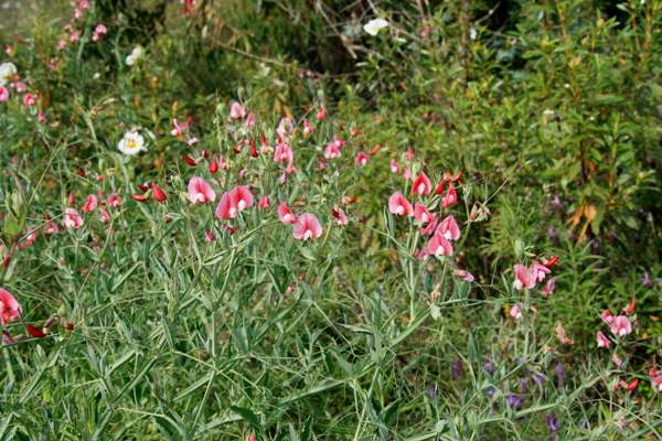 Lathyrus latifolius, southern Portugal