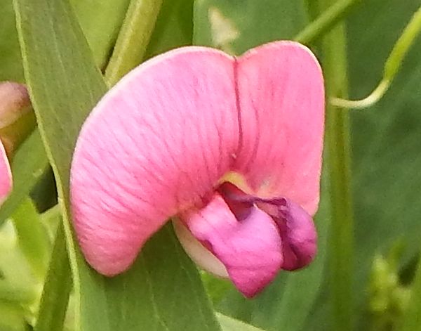 Lathyrus latifolius flower c.loseup, North Wales UK