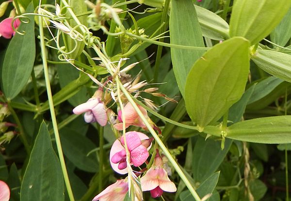 Lathyrus latifolius, RSPB Conwy, Wales UK