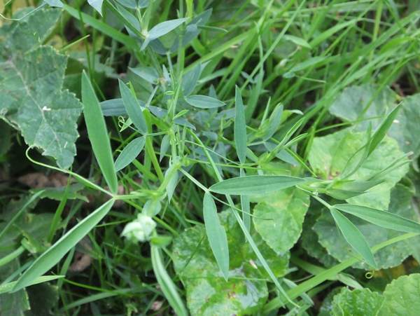 Lathyrus pratensis, Wales UK
