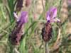Lavandula stoechas, French Lavender