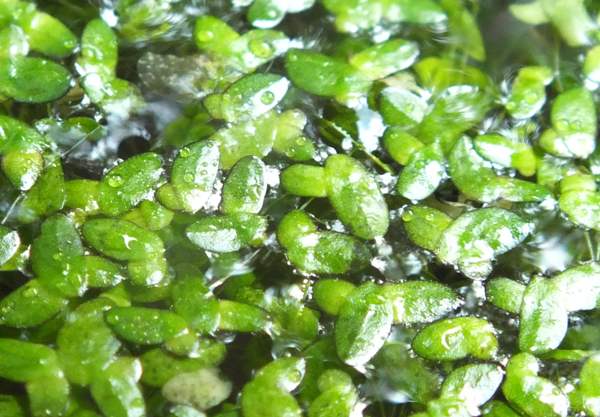 Duckweed
