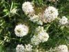 Lepidum heterophyllum, Smith's Peppercress