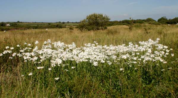 Marguerites beside a busy main road