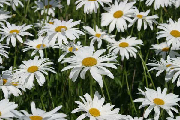 Marguerite, or Ox-eye Daisies on a roadside verge