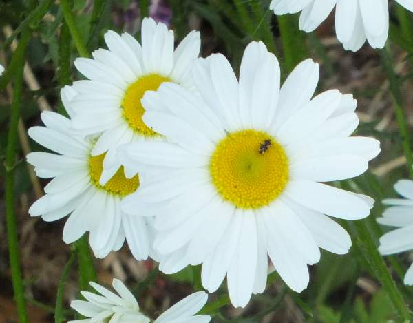 Marguerite, or Ox-eye Daisy