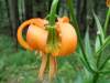 Lilium carniolicum