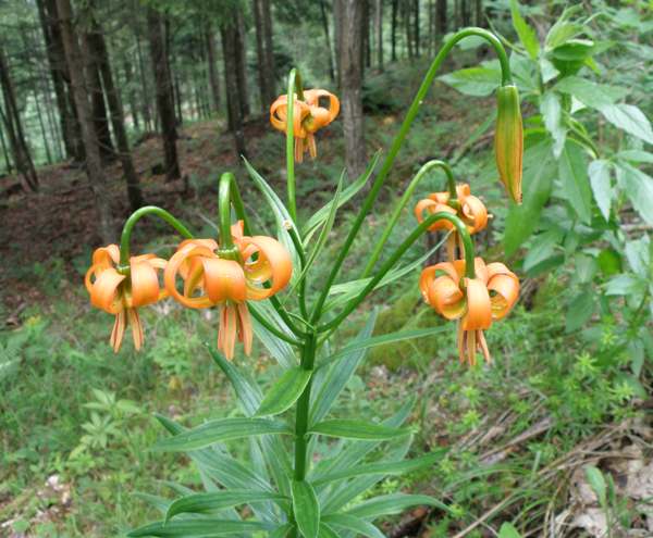 Lilium carniolicum, Slovenia