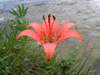 Lilium philadelphicum
