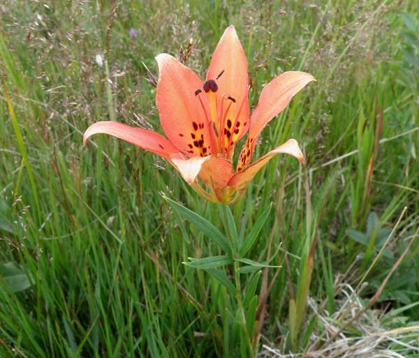 Lilium philadelphicum, Wood Lily