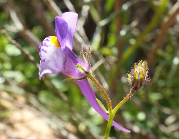 Linaria algarviana