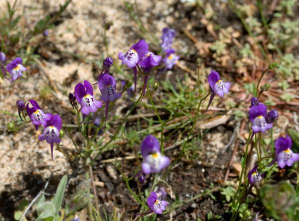 Linaria algarviana, Western Algarve, Portugal