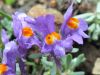 Alpine Toadflax, Linaria alpina