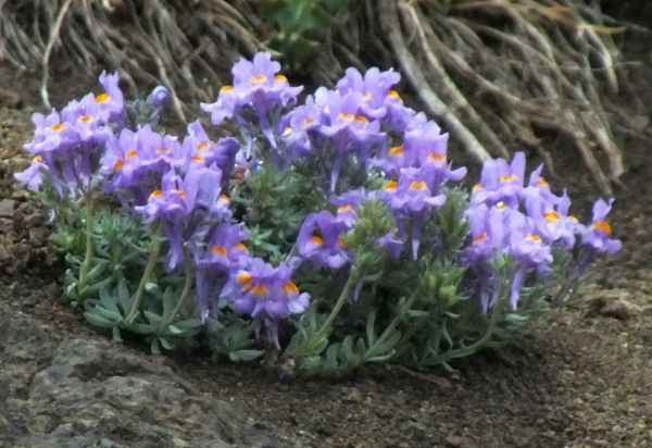 Linaria alpina, Western Alpine, Portugal