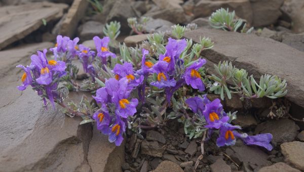 Linaria alpina growing on a rock-strewn mountainside in Italy.