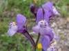 Linaria amethystea