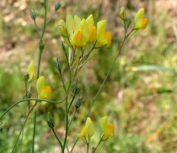Linaria reflexa