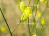 Linaria reflexa