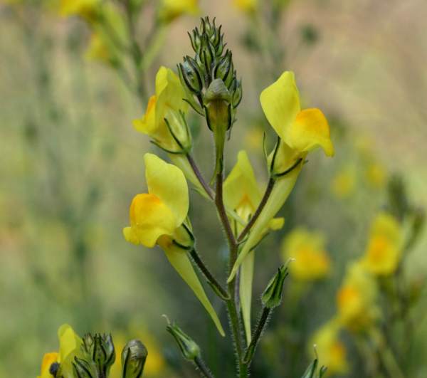 Linaria reflexa, Portugal