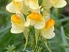 Common Toadflax Linaria vulgaris