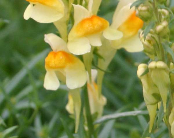 Closeup of Linaria vulgaris