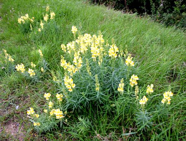 Linaria vulgaris on a roadside verge