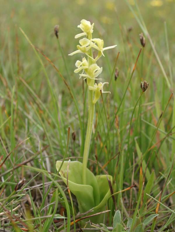 Fen Orchid