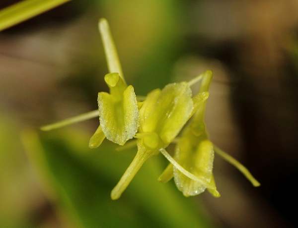 Cloes-up picture of the Fen Orchid flowers