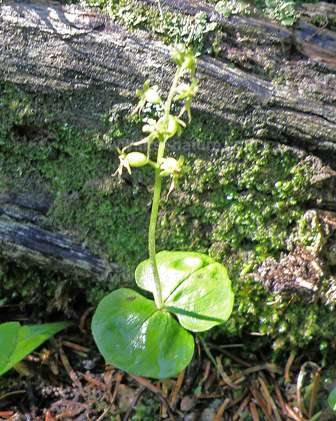 Western Heart-leaved Twayblad