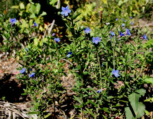 Shrubby Gromwell, Portugal
