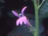 Lobelia urens, Heath Lobelia