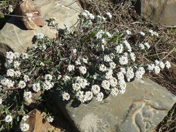 Sweet Alyssum thriving on  rock-strewn wasteland.