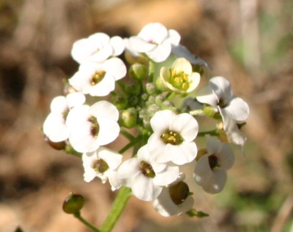 Closeup of Sweet Alyssum flowers