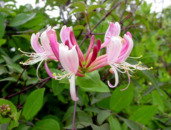 Honeysuckle flowers