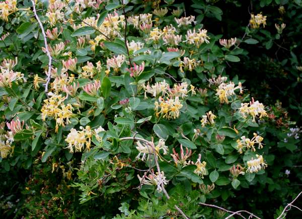 Honeysuckle in North Wales