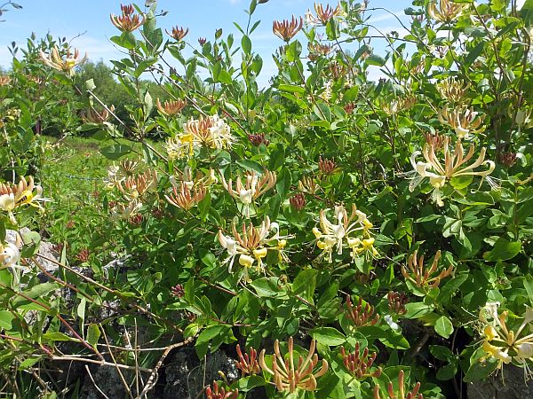 Honeysuckle at Cors Goch NNR, North Wales