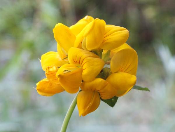 Greater Bird's-foot-trefoil