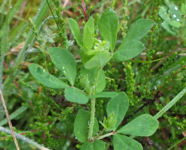 Leaves of Greater Bird's-foot Trefoil