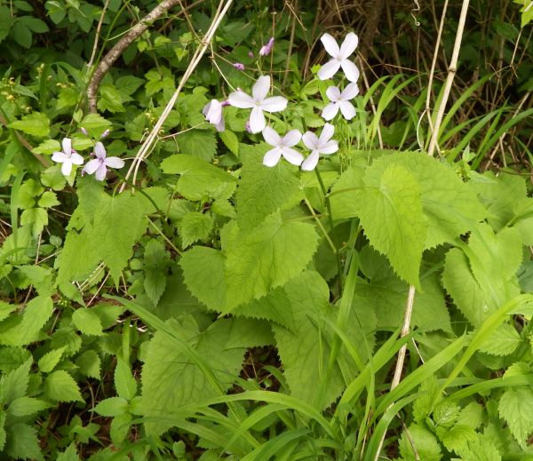 Honesty, Lunaria adiviva, Perennial Honesty
