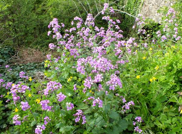 Honesty, Lunaria annua