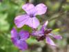 Lunaria annua, Honesty