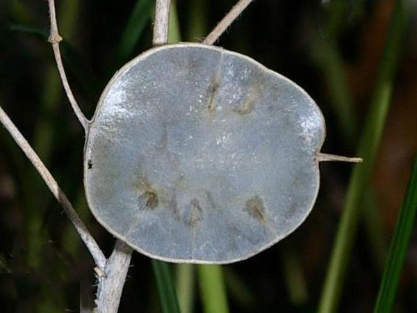 Awinter seed pod of Honesty