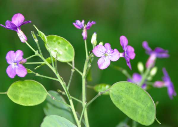Flowers and seedpods of Lunaria annua, Honesty