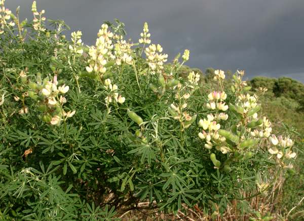 Tree Lupin, Lupinus arboreus