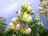 Lupinus arboreus