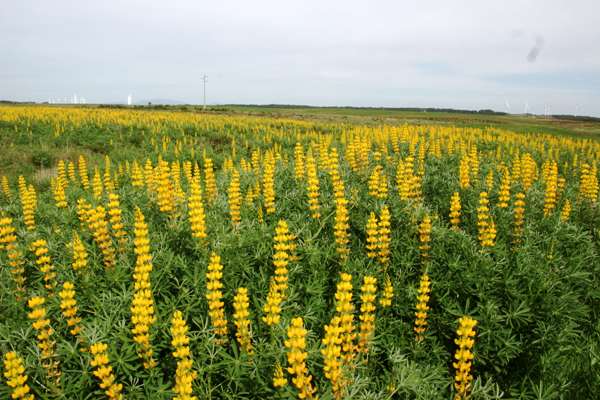 Lupinus luteus