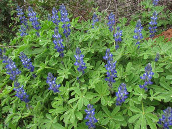 Lupinus micranthus