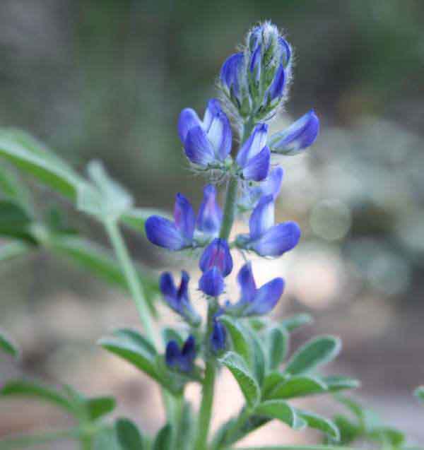 Lupinus micranthus, closeup