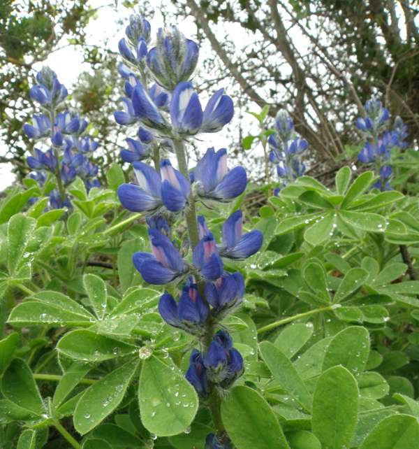 Lupinus micranthus, southern Portugal