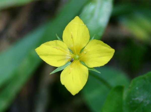 Yellow Pimpernel, closeup